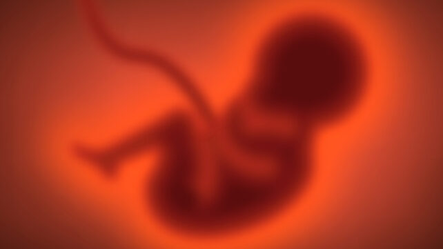 Baby foetus