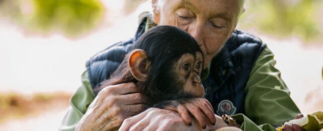 How Jane Goodall Changed Our View of Chimps (And Humans) Forever