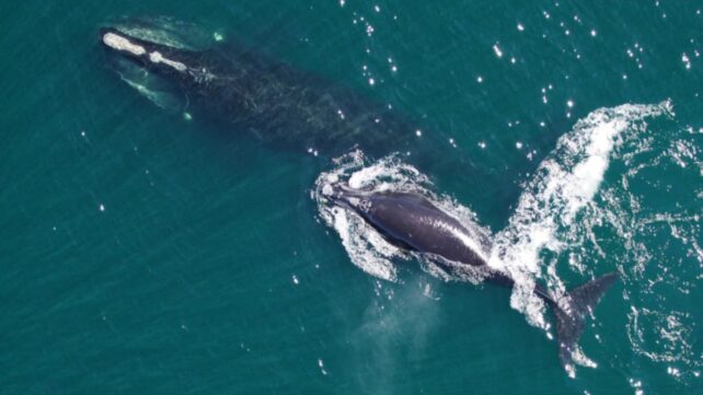 One of The Most Endangered Whales Is Swimming Back From The Brink of Extinction