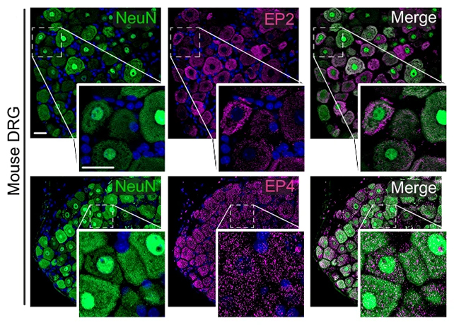 Mouse cell imaging