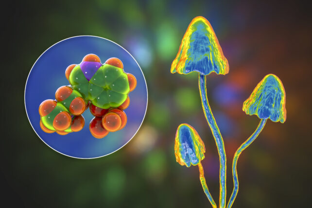 Illustration showing a psychedelically colored mushroom and the molecular structure of psilocybin