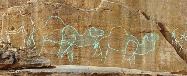 Outlines of two camels drawn on rock
