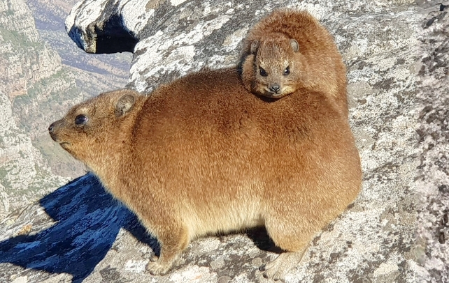 Chonky rock hyrax with baby clambering over mum's back