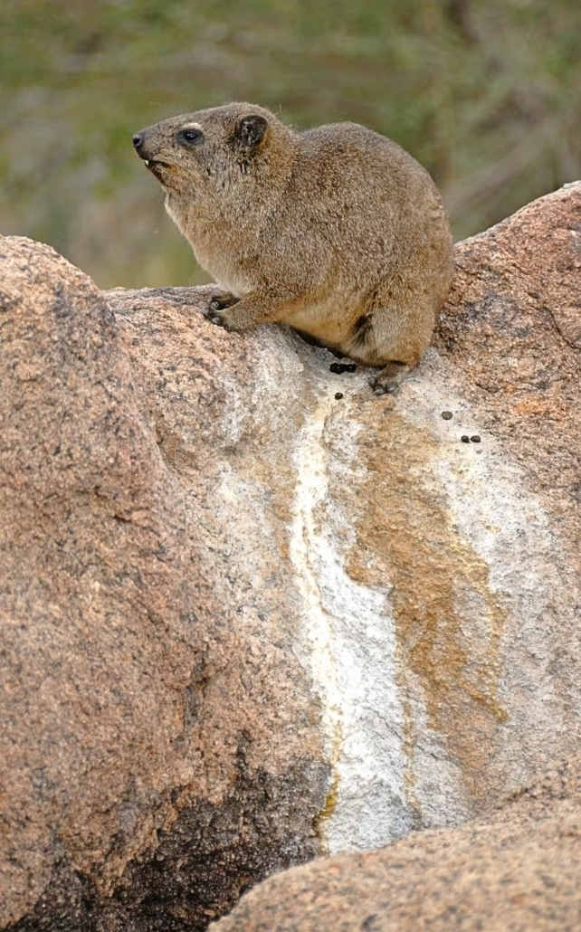 chunky, brown furry rock hyrax sitting on top of white stained rock
