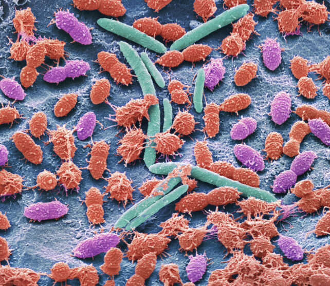 Faecal bacteria. Scanning electron micrograph (SEM) of bacteria cultured from a sample of human faeces. At least 50 per cent of human faeces is made up of bacteria shed from the gut. Many of these bacteria are a normal part of the flora found in the intestines and are beneficial to digestion. However, some are pathogenic, such as Salmonella enterica and certain strains of Escherichia coli, which can cause foodborne illnesses. Magnification: x6000 when printed 10 centimetres wide