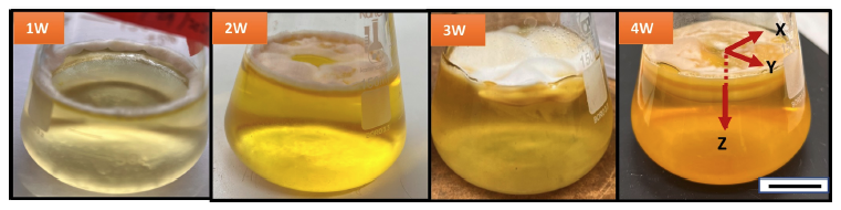 four photos of the fungi growing in a yellow liquid medium inside a glass flask, at week 1, 2, 3 and 4.