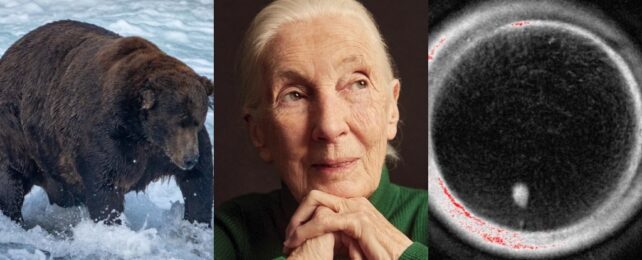 This Week in Science: Remembering Jane Goodall, a Fertility Breakthrough, And More!
