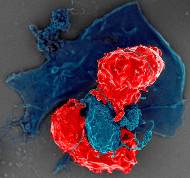 t reg cell