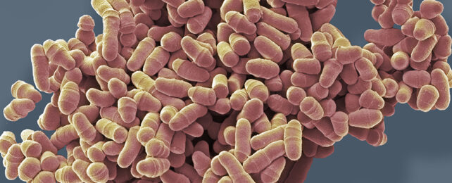 Schizosaccharomyces pombe yeast