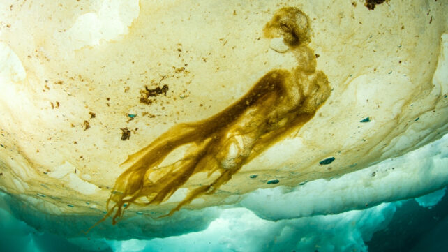 algae under sea ice
