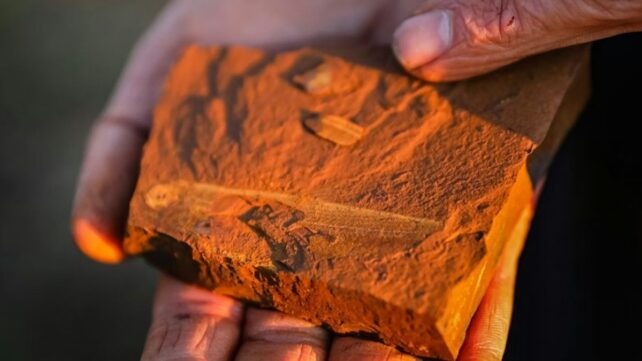 Strange Red Rocks in Australia Are Changing The Rules of Fossil Sites