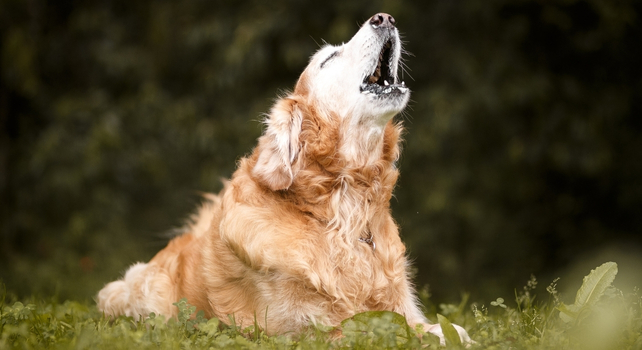 barking dog