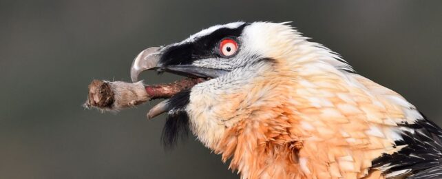close up of bearded vulture head, side-on, with a meaty bone sticking out of its mouth