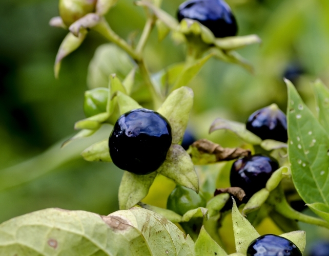 berries on a belladonna plant