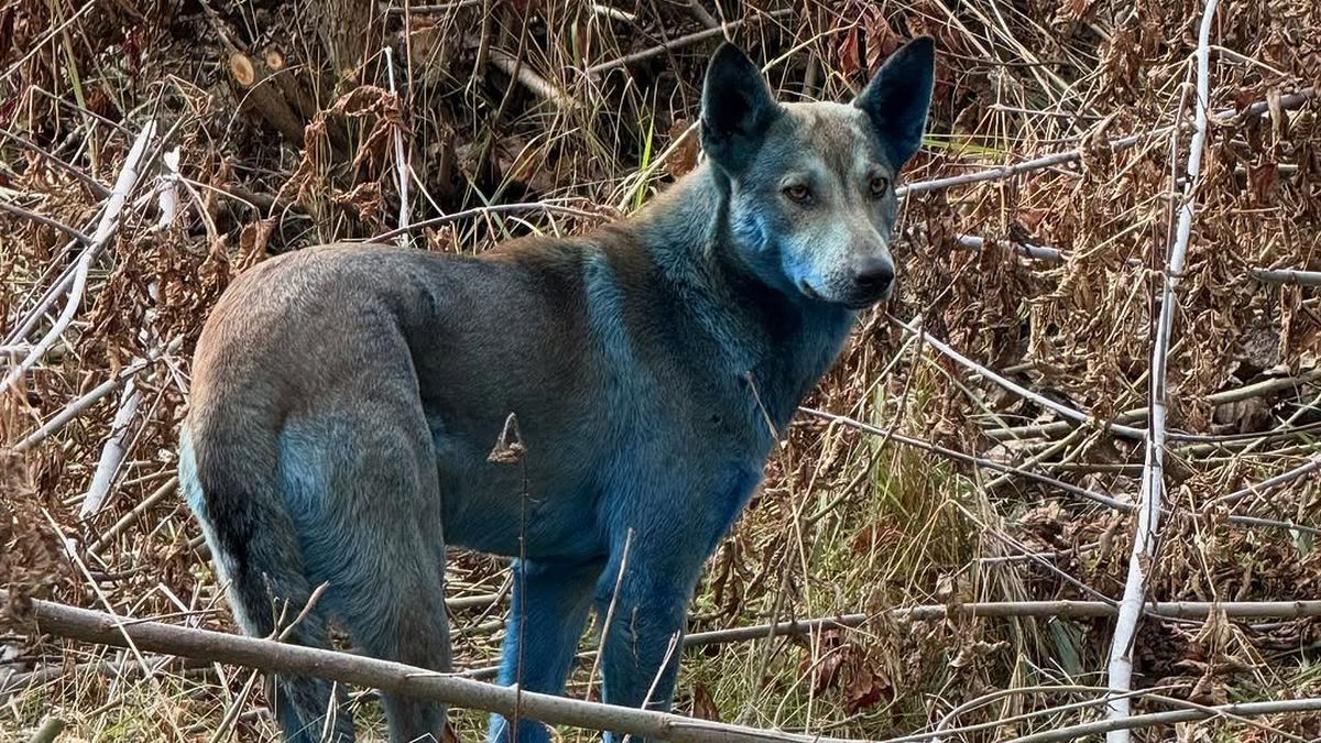 Dogs Reportedly Seen Turning Bright Blue in The Chernobyl Exclusion Zone