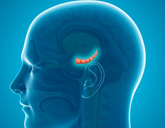 hippocampus