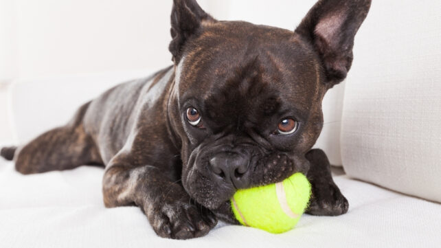 dog with ball