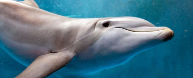 dolphin