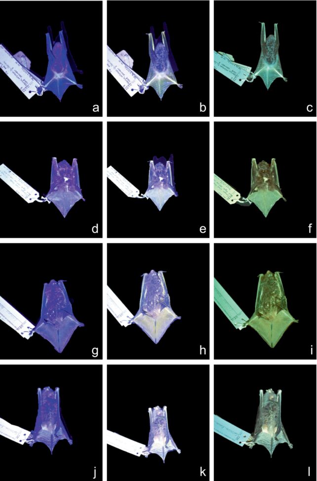 Bats Found to Glow in The Dark, But Scientists Can't Figure Out Why
