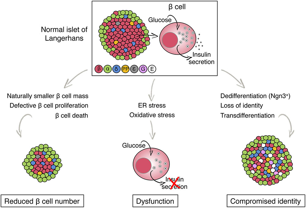 diagram of b cell issues