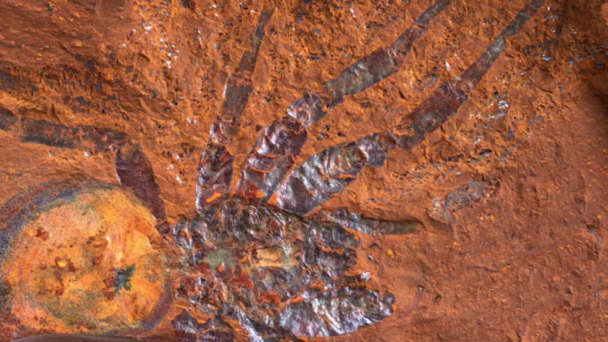 Strange Red Rocks in Australia Are Preserving Fossils in Stunning Detail