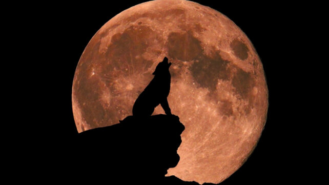 howling at a full moon