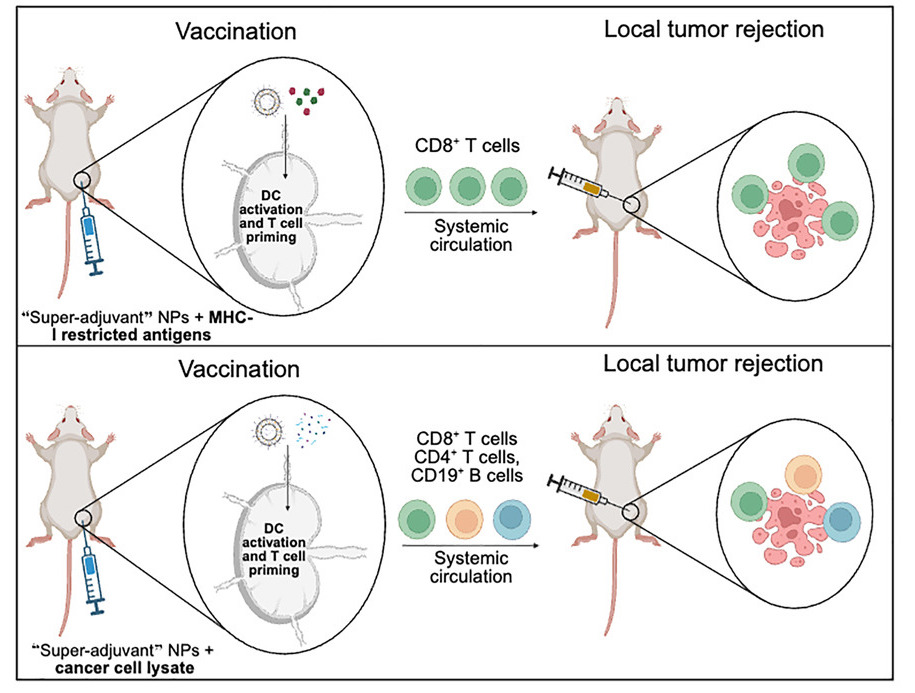 Cancer Vaccine Blocks Multiple Tumors in Mice For 250 Days : ScienceAlert