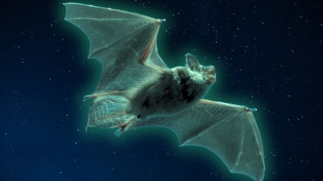 glowing bat