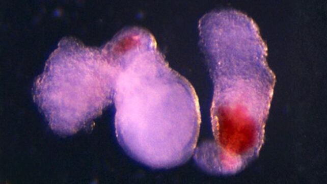 Embryo-Like 'Blood Factories' Could One Day Supplement Donations