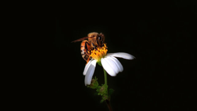 It's Official: Wild Honeybees 'Endangered' in Europe For First Time, Scientists Warn