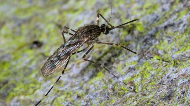 Mosquitoes Have Started Appearing in One of The Last Places on Earth Without Them