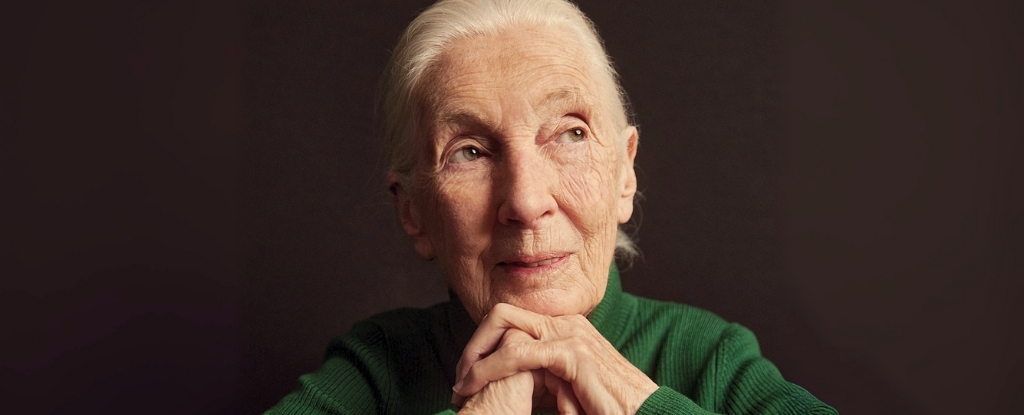 World-Renowned Primatologist Jane Goodall Passes Away at 91