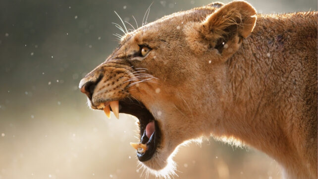 lion