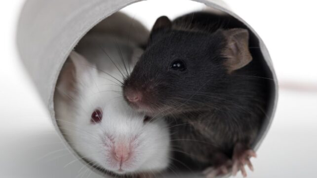 mice in a tube