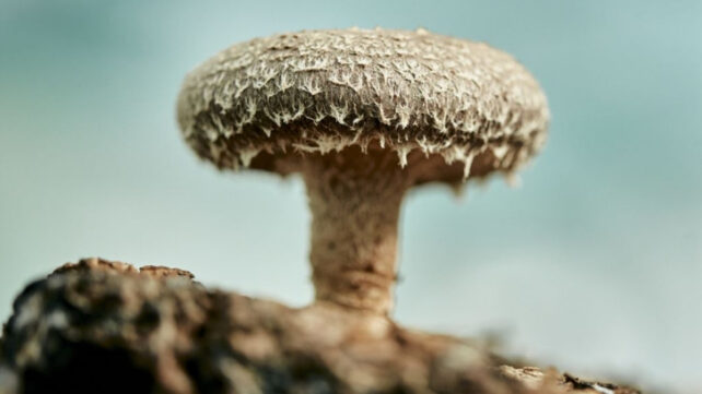 shiitake mushroom