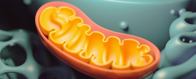 mitochondria