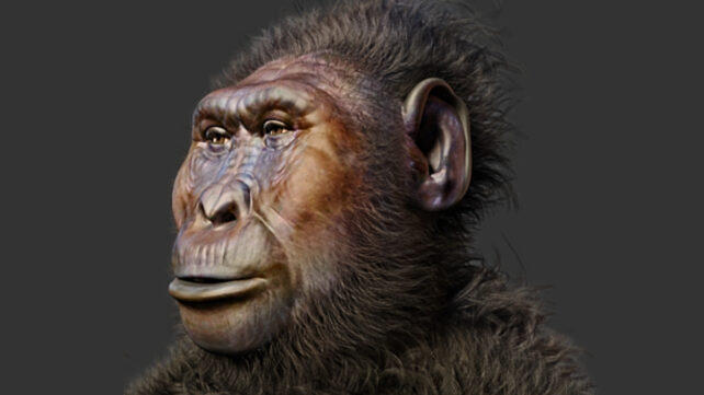 Rare Fossils Reveal Surprisingly Gorilla-Like Features of Ancient Human Relative