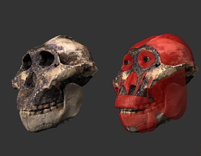 paranthropus skull