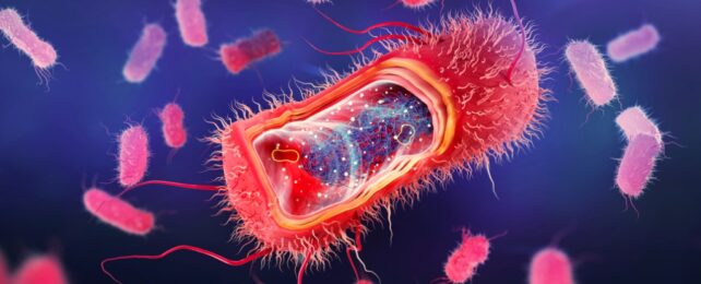 bacterial cell