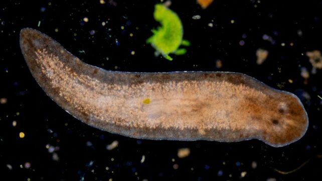 The Stem Cell Secrets of This Tiny Worm Could Help Unlock Human Regeneration