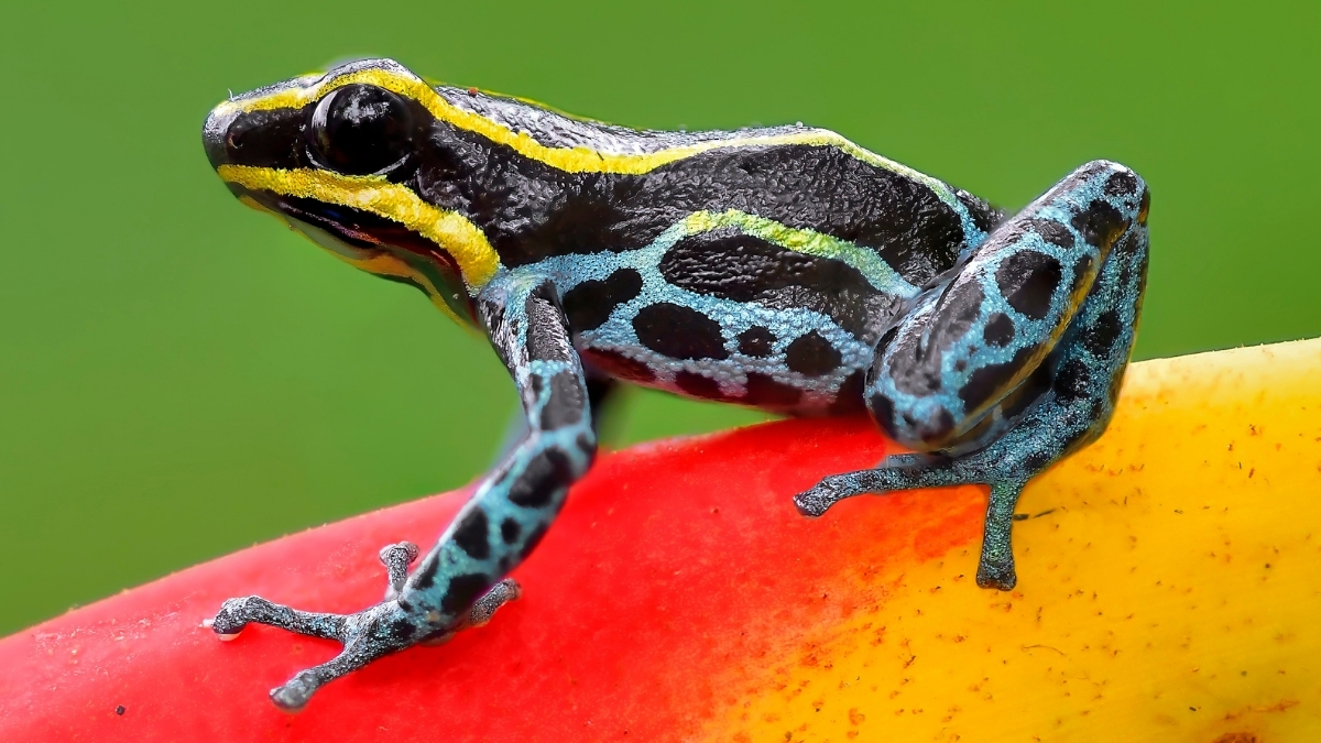 poison arrow frog