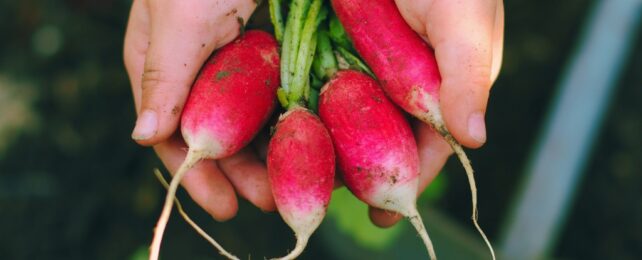 radishes in hands