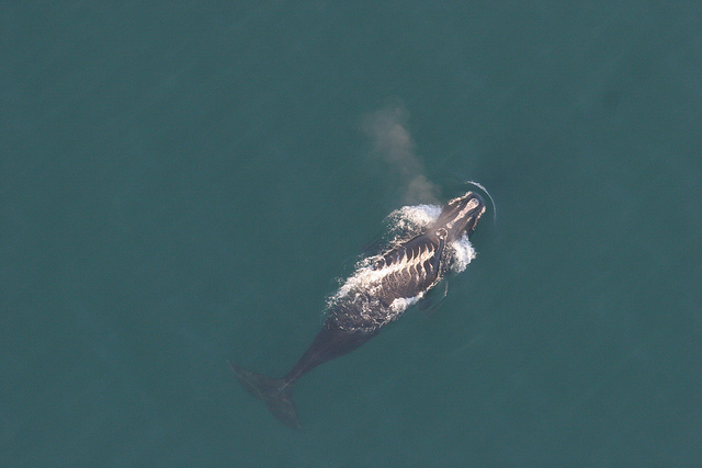 North Atlantic Prop Scars