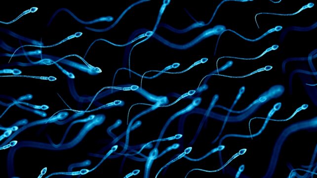 sperm illustration