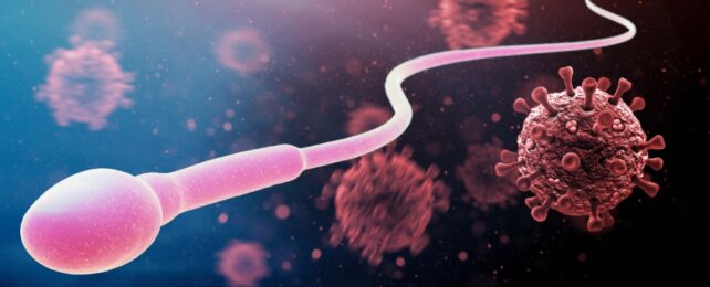 sperm and covid virus