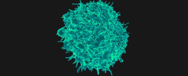 Surprising Immune Cell Discovery Wins 2025 Nobel Prize. Here's The Science.