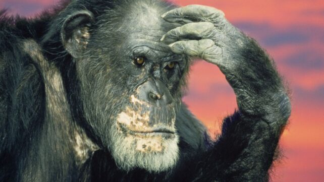 Chimps Can Revise Their Beliefs When Shown New Evidence, Study Finds