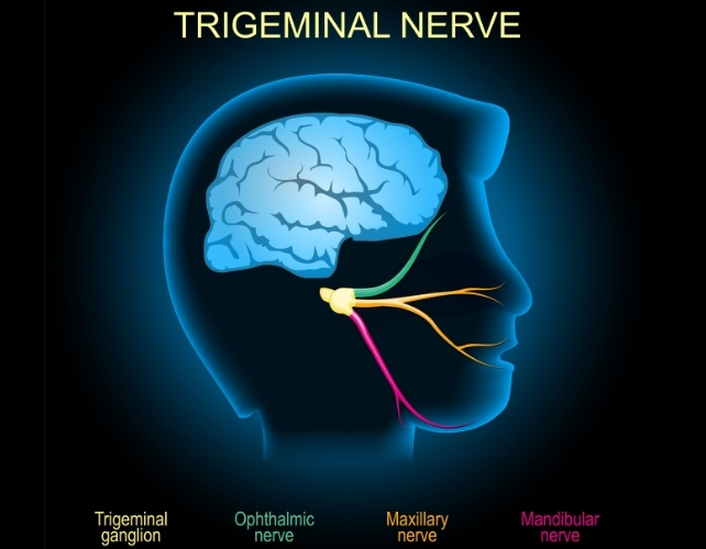 trigeminal nerve diagram