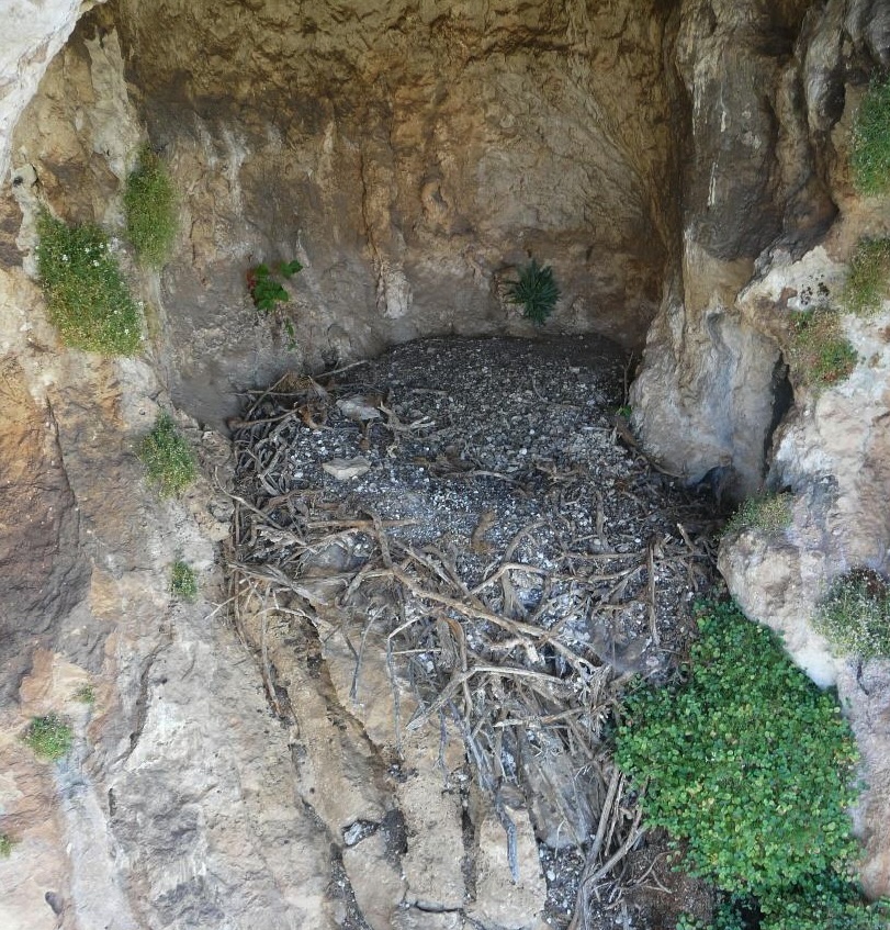an empty vulture nest within a cliff cave.