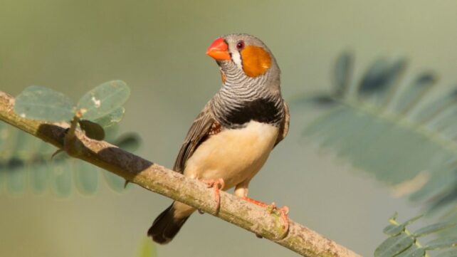 zebra finch on a branch with leafy green background